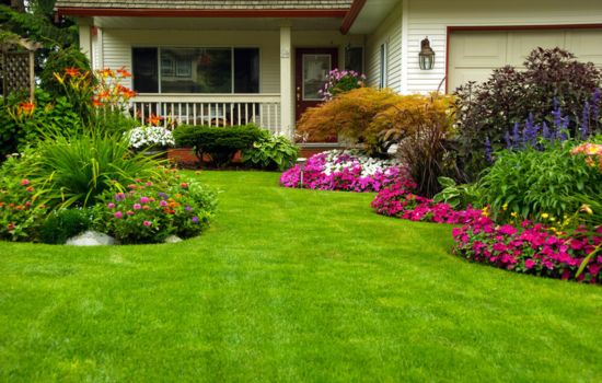 Identifica plantas con facilidad