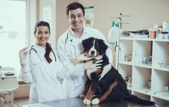 Primeros auxilios para tu mascota