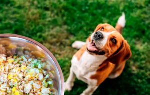 Alimento natural para tu mascota 🐶🐱