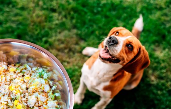 Alimento natural para tu mascota 🐶🐱