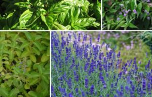 Las 5 Plantas Más Útiles del Mundo