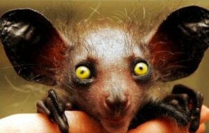 Los mejores 5 animales más exóticos del mundo 🐾🌍